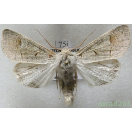 Ammoconia caecimacula (Denis & Schiffermüller, 1775) Czech75i